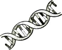 Нуклеиновые кислоты, гены, хромосомы