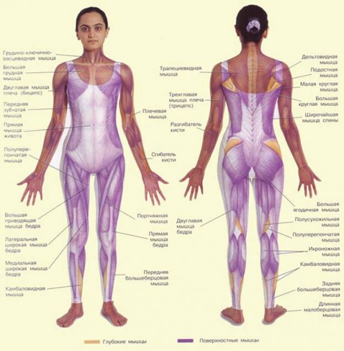 Воздействие массажа на мышцы