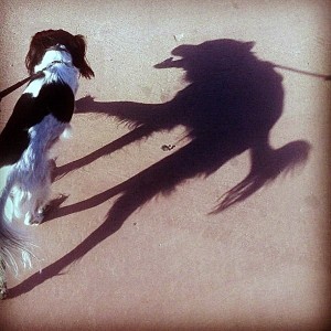Собака и её тень